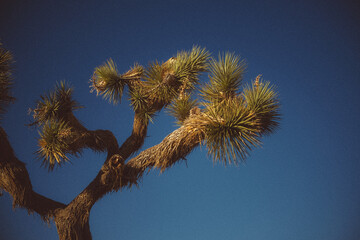 Joshua Tree at Day and Sunset