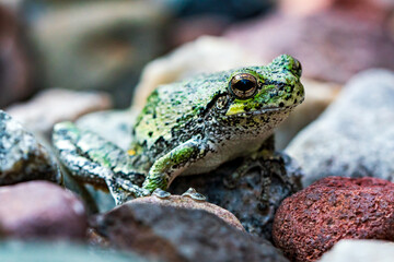 Obraz premium frog on the ground