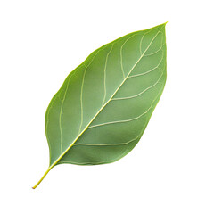 Obraz premium Single green leaf on a black background.