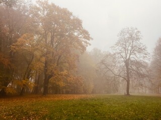 Fototapeta premium golden fall in the morning foggy park, autumn leaves in the park, fogy and misty weather