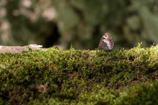 Hipparchia fagi Butterfly on moss Celano gorges canyon, Abruzzo, Italy
