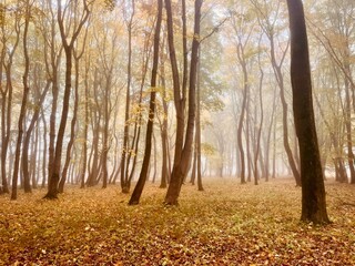 Obraz premium golden fall in the morning foggy park, autumn leaves in the park, fogy and misty weather
