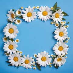 Fototapeta premium Chamomile flowers collection on blue. Set of colorful Chamomile or Daisy flowers background, top view. Floral pattern.,