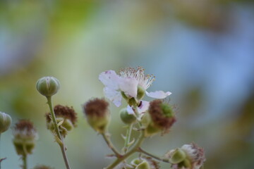 Pink blackberry flowers with blurred background