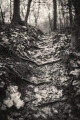 Obraz premium Woodland Trail