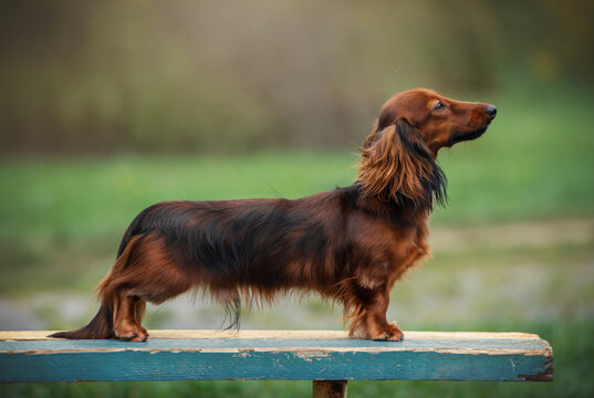 Red long haired dachshund dog portrait autumn mood
