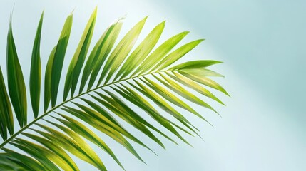 Obraz premium Close-up image of a single green palm leaf with a sunlit strip in the center, against a soft blue sky background, symbolizing nature, tranquility, summer, growth, and hope.