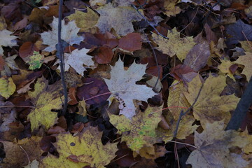 autumn leaves background