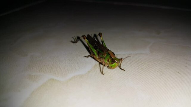 4k view of an ant trying to pull a dying grasshopper on the floor. World Environment Day on June 5th.