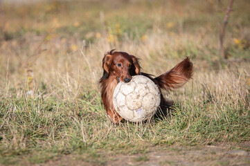Obraz premium Dachshund dog playing with a ball