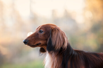 Close up portrait of a red longhaired dachshund
