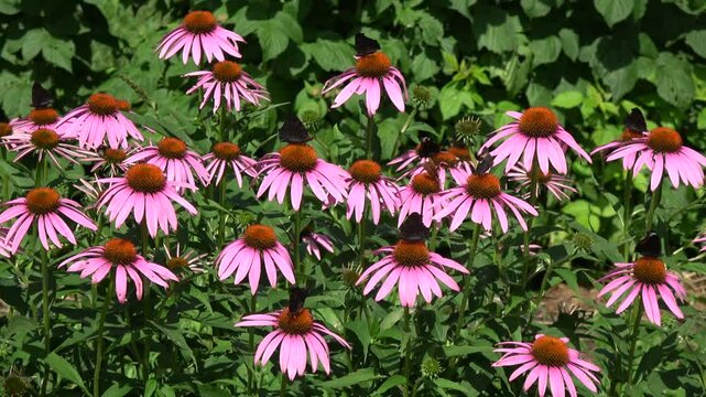 Blooming beautiful medical  coneflowers Echinacea flowers and butterflies

