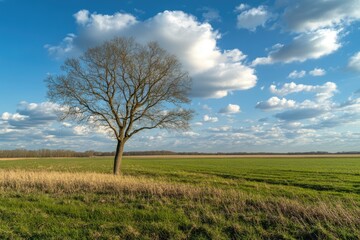 Fototapeta premium Serene Solitude: Tranquil Landscape with Lone Tree, Lush Meadows, and Clear Blue Skies