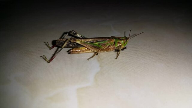 4k view of 3 ants swarming a dying grasshopper. Perfect for a documentary World Wildlife Conservation Day on December 4th.