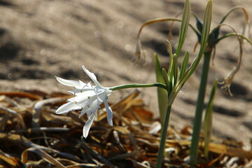 Bulbous plant Pancratium maritima on the sandy shore of the Mediterranean Sea
