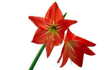 red flower hippeastrum isolated on white background