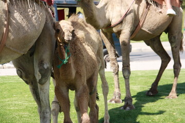 Camellos domésticos paseando por marruecos