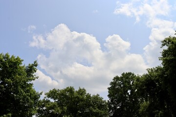 Obraz premium The white fluffy clouds over the treetops.