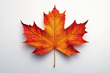 Fototapeta premium An autumn maple leaf with rich shades of orange and red, detailed with intricate veins, set against a clean white background