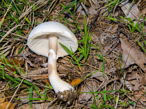 Smooth parasol in the forest