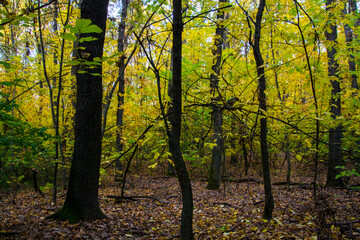 Fototapeta premium Autumn forest in Hungary