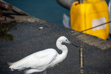 white heron walks in the port on the pier
