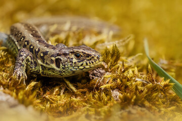 Closeup of a female sand lizard sitting on golden colored moss