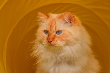 Longhaired cat with blue eyes sitting in a yellow play tunnel