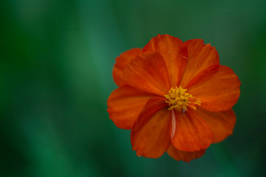 Orange Schwefel Cosmea