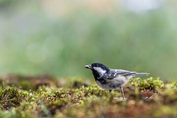 Fototapeta premium coal tit with a seed in its beak, resting on the ground in autumn. Blur background with shallow depth of field.