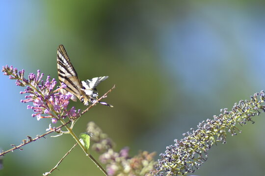Southern scarce swallowtail butterfly (Iphiclides feisthamelii "mariposa chupaleches")