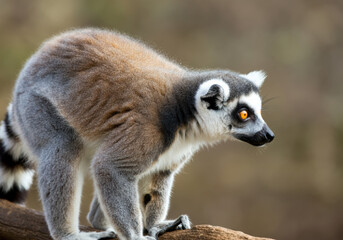 Fototapeta premium A close-up view of a lemur perched on a branch in a natural habitat during daylight, showcasing its unique features and expressive gaze