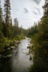 Obraz premium river in the woods