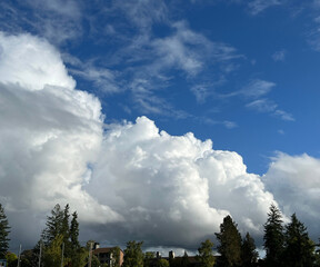 puffy white cloud with blue sky in forest