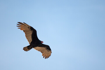 Turkey Vulture flying against a blue sky