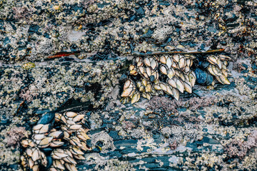 cluster of barnacles clinging to the rock