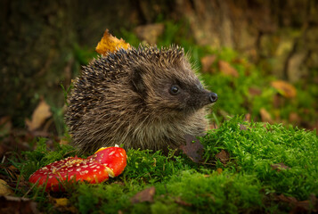 Hedgehog, Scientific name: Erinaceus Europaeus. Hedgehog, wild, native, European hedgehog in Autumn, foraging at dusk in woodland, Fly Agaric mushroom.  Horizontal. Copy space © Moorland Roamer