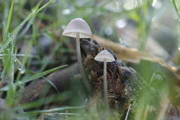 Dos pequeñas setas no comestibles Mycena vitilis fotografiadas con la tecnica de focus stacking,...