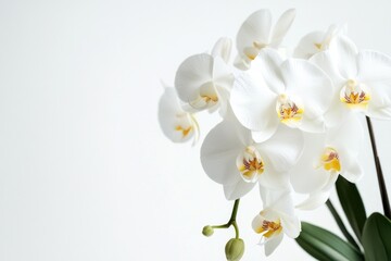 Obraz premium White flower in vase