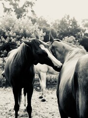 horses grooming