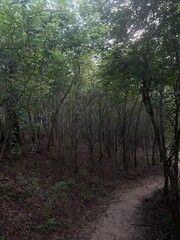 Obraz premium forest