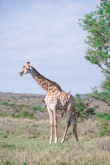 giraffe in the wild