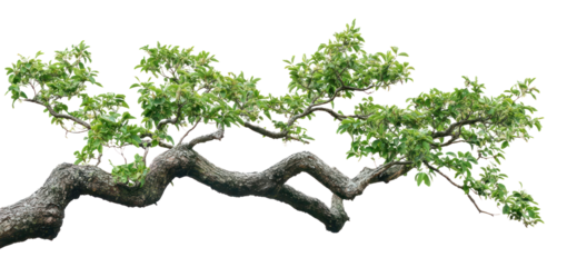 PNG ash tree branch leaves.