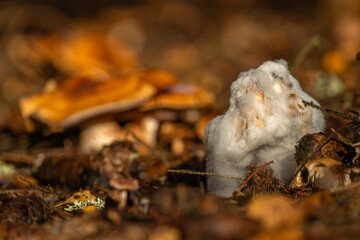 Sunny view for forest mildew mountains mushroom in autumn color day