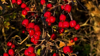 Red Berries Cluster in Sunlight