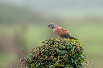 Falco tinnunculus - Common kestrel - Faucon crécerelle