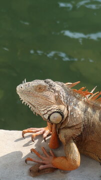 IGUANA MACRO 