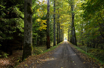 Fototapeta premium Path between oaks in autumn