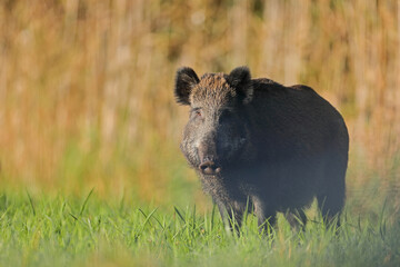 Dzik euroazjatycki, dzik, (Sus scrofa) © Bartosz Rakoczy