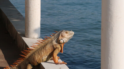 IGUANA ATARDECER 